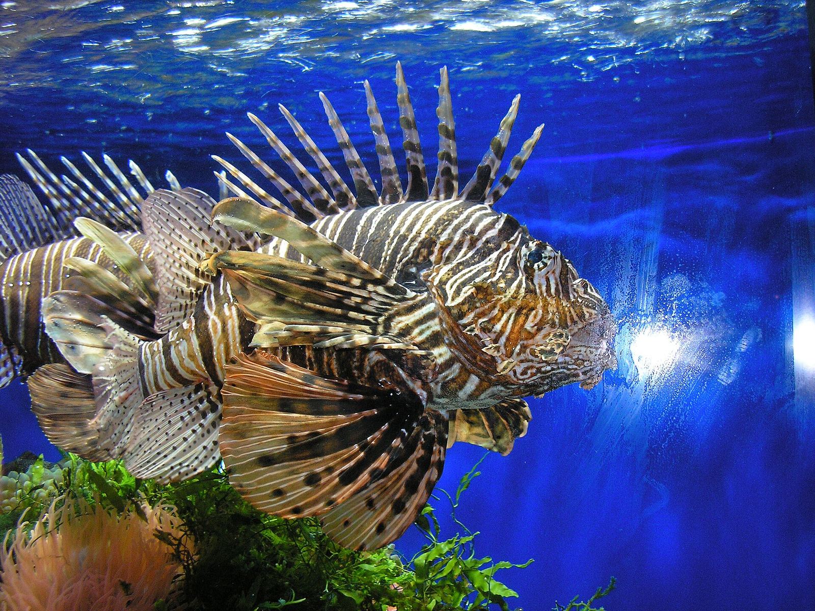Oceanografisch Museum Monaco – sfeerbeeld